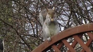 Squirrel enjoying monkey nuts [upl. by Adnohrahs]