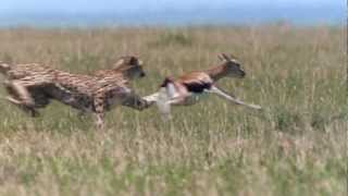 Cheetah  Fastest Running Animal  1080 HD [upl. by Elliot]