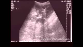 Animal Pregnancy Diagnosed with the Aid of the MindRay Ultrasound [upl. by Notlrahc684]