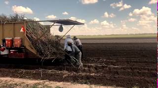 Engemann Farms in Maringouin Louisiana [upl. by Kegan]