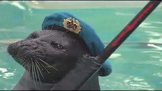 Ultimate Seal Meme Compilation  Deluxe 2022 Edition [upl. by Edlitam]