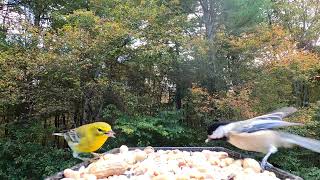 Nuthatch Pine Warbler Chickadee Cardinal [upl. by Ashien759]