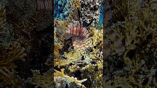 Devil firefish or Lionfish and Red Sea coral reef animals nature underwater fish explore [upl. by Ginger]