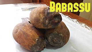 Babassu Palm Review  Weird Fruit Explorer Ep 208 [upl. by Hole696]