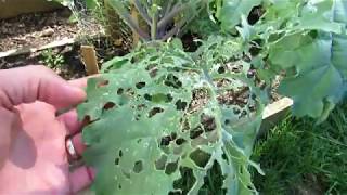 How to Fully Treat Whitefly amp Caterpillar Infestations on Kale Collards amp Greens And Spider Mites [upl. by Adnahsam]