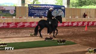 Fonendo De Galeno Paso Fino Colombiano [upl. by Anitsua]