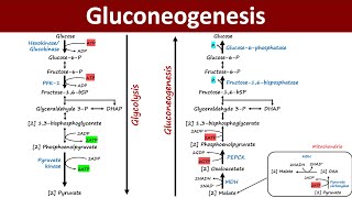 Gluconeogenesis  Pathway Overview  Gluconeogenic precursor  Metabolism  Biochemistry Basics [upl. by Aidil]