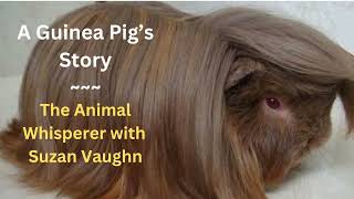 A Guinea Pigs Story [upl. by Mariam]