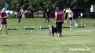 Qualifications – Monika Kowalska  Interforce Turbo  Border Collie – POLAND [upl. by Ticon221]