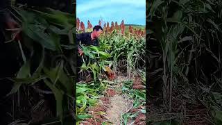 Sorghum harvesting process Good tools and machinery make the work easy [upl. by Odelinda690]