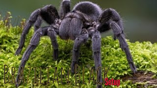 Grammostola Pulchras sling setup beast fyp youtuber [upl. by Welles]