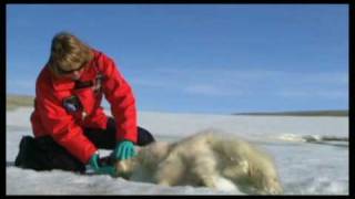 poor dead polar bear cub [upl. by Walter]