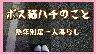 【熟年別居60歳一人暮らし】ボス猫ハチのこと [upl. by Stretch]