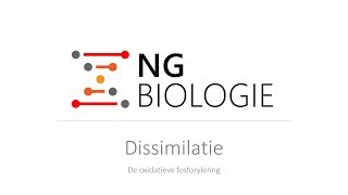 Dissimilatie  de oxidatieve fosforylering  VWO [upl. by Sirap]