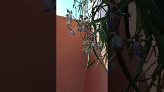 Vanda Tessellata orchid orchidflower flowers garden youtubeshorts indoorplantlover nature [upl. by Seebeck]