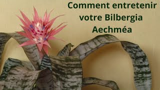 Comment entretenir votre bilbergia aechméa [upl. by Guntar]