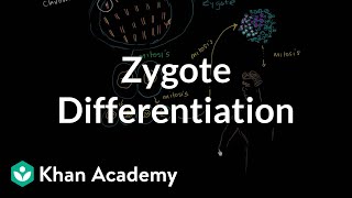 Zygote differentiating into somatic and germ cells  MCAT  Khan Academy [upl. by Ettezil]