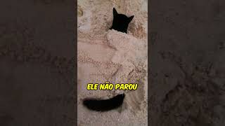 Eu estava brincando na praia até que apareceu esse gato ❤️ [upl. by Birkle611]