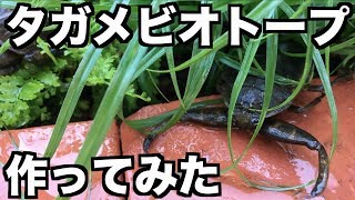 タガメの虫カゴ作ってみた。【素人DIY】【Lethocerus deyrollei】 [upl. by Calvano]