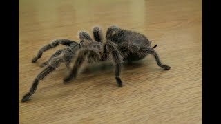 Chilean Rose Hair Tarantula Walking on Our Table [upl. by Waterman]