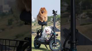 PetTravel Revolutionized Watch Nico Ride the Gyroor C1S 🐾🛴GyroorC1SGyroorC1SLifeHack [upl. by Neelyhtak]