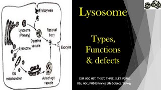 Lysosomes  Types Functions and Defects Tamil CSIR NET TNSET GATE  PGTRB BSc MSc PhD [upl. by Bohon]