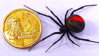 Giant Redback Spider Vs Toyota HiLux Difficult Catch [upl. by Hong]