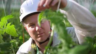 Whitefly Control Masterclass  How to combat Whitefly using an IPM approach [upl. by Clark]