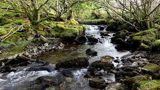 Forest River Nature SoundsMountain Stream Waterfall8 Hr Relaxing Birds amp Water Sounds for Sleeping [upl. by Ahsit225]