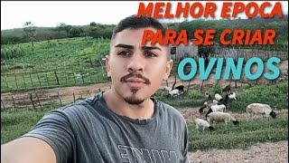 A melhor época do ano para se criar ovelhas e obter lucro [upl. by Ynohtnanhoj668]