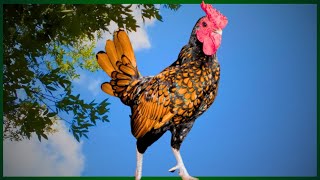 Gold Sebright Bantam Rooster Chicken Crowing [upl. by Alpheus]