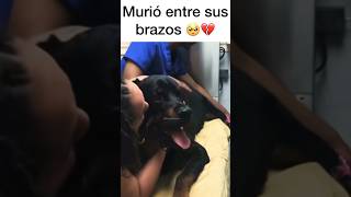 Murió en su brazos 🥹💔 perros trending shorts shortsfeed shortvideo shortvideo [upl. by Nnaeinahpets]