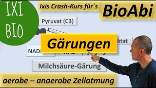 Anaerobe und aerobe Zellatmung im Vergleich  Alkoholische Gärung und Milchsäuregärung im Detail [upl. by Annekcm]