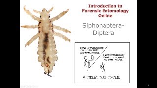 7 4 Siphonaptera Diptera [upl. by Dietz]