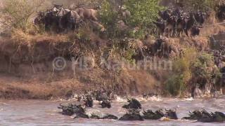 Das große Gnu Spektakel am Mara River  The great wildebeest spectacle in Kenya [upl. by Yrocaj]