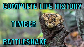 A YEAR IN THE LIFE OF THE TIMBER RATTLESNAKE [upl. by Avot]