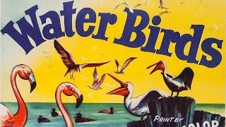 Water Birds 1952 Disney Nature Documentary Film  Review [upl. by Aggy]