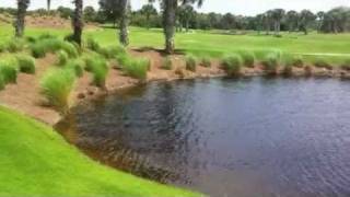 Golf Course Alligator 8 footer running [upl. by Ganny]