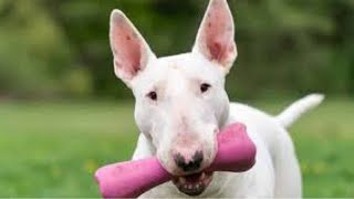 Bullterrier Love amp Bravery  Funny amp Cute Bullterrier Compilation [upl. by Dorette]