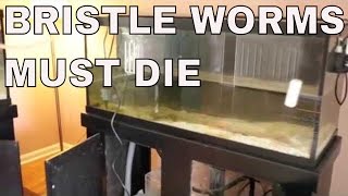 bristle worms in saltwater aquarium must die  rotter tube reef [upl. by Mercorr]