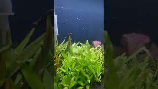 Hygrophila polysperma sunset [upl. by Zitvaa]