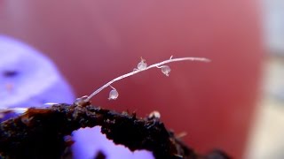 Terrestrial Bladderwort Trap  Utricularia bisquamata [upl. by Nosreip106]