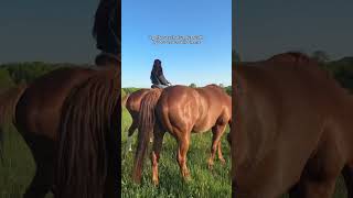 missing home 🖤 country horse newmusic farmlife [upl. by Steve]