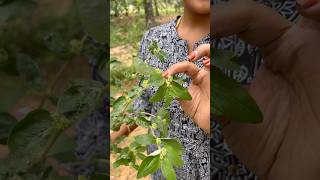 அம்மான் பச்சரிசி செடி🌿 Asthma Plant  Herbal Leaf healthtips villagelife nature kids story [upl. by Dugald]