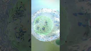 Mitotic Bookmarking in Embyonic Stem Cells science scientificanimation medicalanimation [upl. by Lashoh]