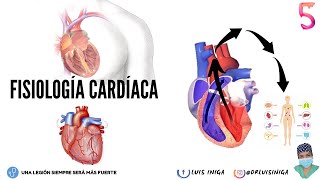 Fisiología Cardíaca Gasto Cardíaco Control y Factores influyentes  Regulación del bombeo del ❤ [upl. by Eerok384]