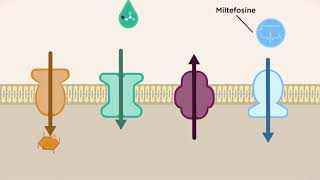 Why are transporters important for Leishmania parasites [upl. by Asilana]