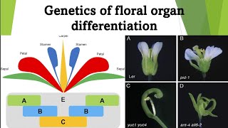 Genetics of Floral Organ Differentiation in Arabidopsis Thaliana  Antirrhinum and Petunia [upl. by Aron]