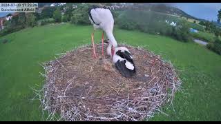 AlfeldD Both young storks fledged from the nest 20240703 [upl. by Hagen877]