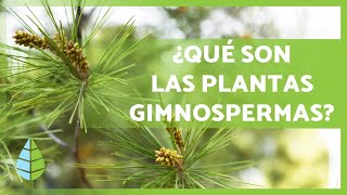 PLANTAS GIMNOSPERMAS 🌲 ¡Características Ejemplos Reproducción y más [upl. by Waylen]